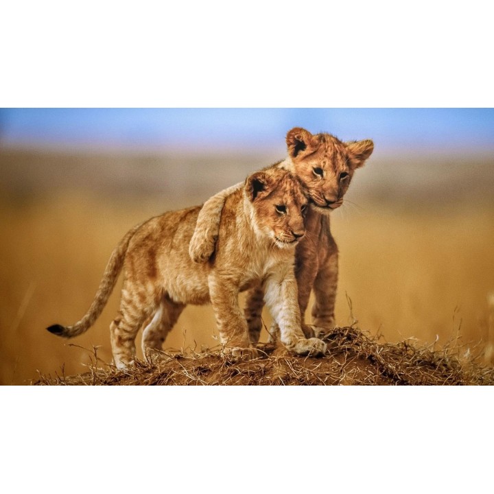 Photo Perforation Generator. Create unique laser cutting patterns. Quick, easy, and high-quality SVG.