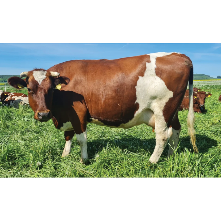 Photo Perforation Generator. Create unique laser cutting patterns. Quick, easy, and high-quality SVG.